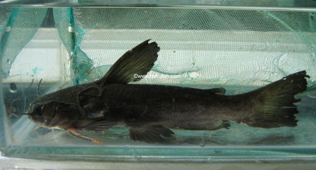 Trachycorystes trachycorystes