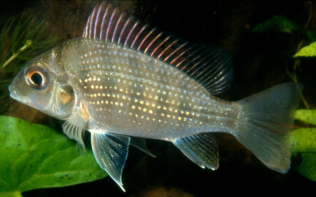 Tylochromis lateralis