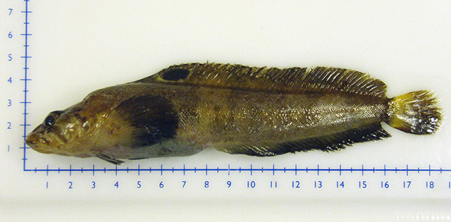 Eumesogrammus praecisus