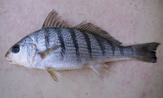 Umbrina coroides