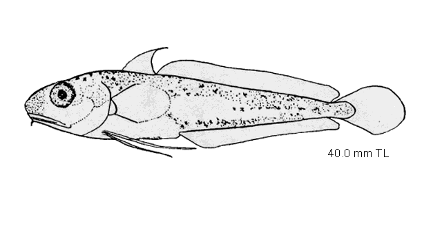 Urophycis chuss