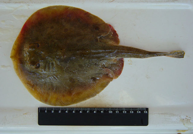 Urobatis maculatus