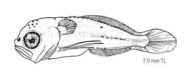 Urophycis regia