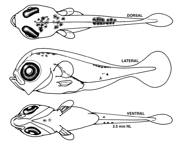 Urophycis tenuis