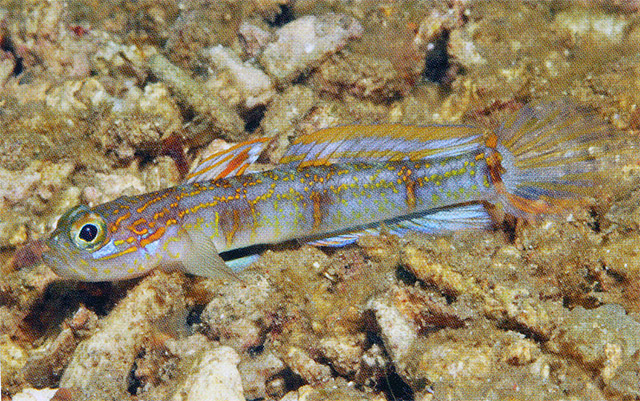 Vanderhorstia attenuata