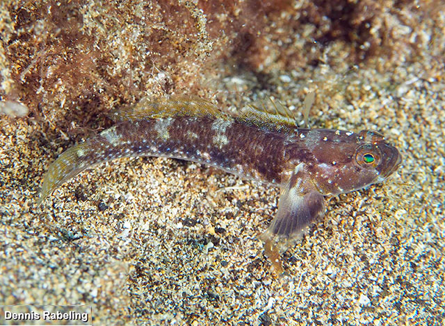 Vanneaugobius canariensis