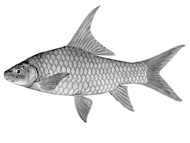 Labeobarbus macrolepidotus