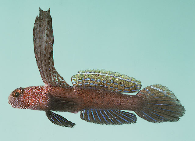 Tomiyamichthys praealta