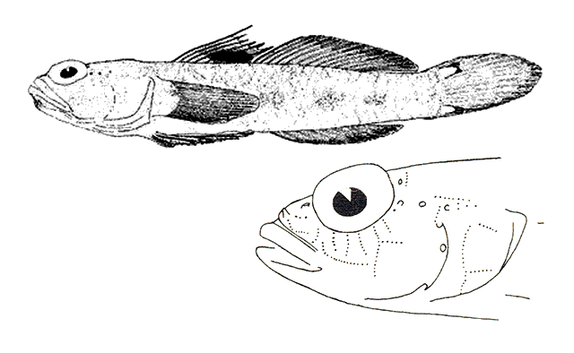 Vanneaugobius pruvoti