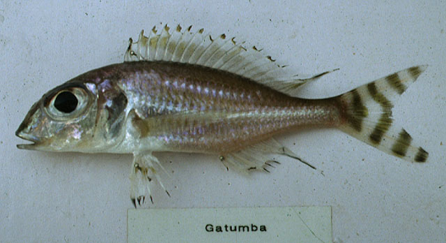 Xenotilapia caudafasciata