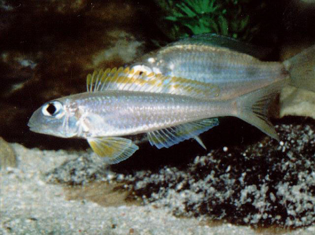 Xenotilapia flavipinnis