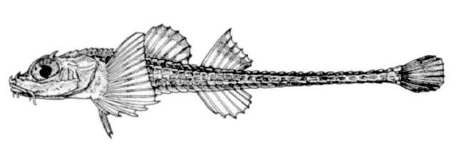 Xeneretmus leiops