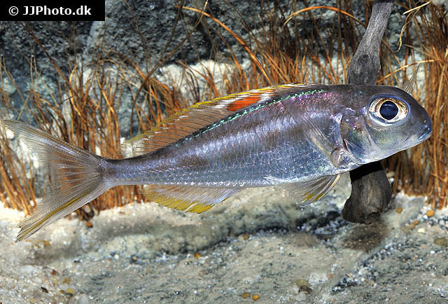 Xenotilapia nigrolabiata