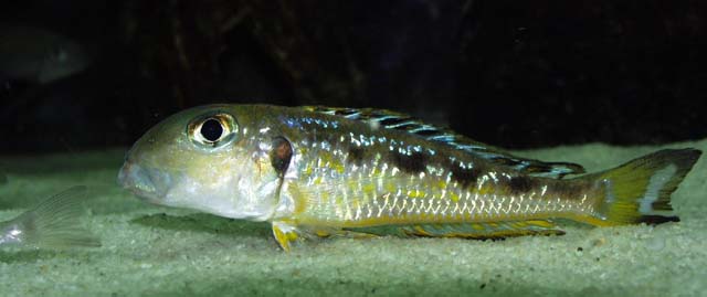 Xenotilapia ochrogenys