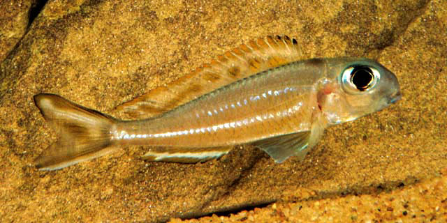 Xenotilapia ornatipinnis