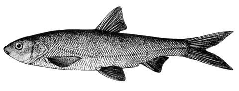 Xenocypris yunnanensis
