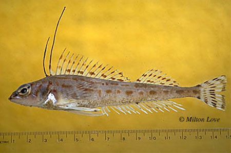 Zaniolepis latipinnis