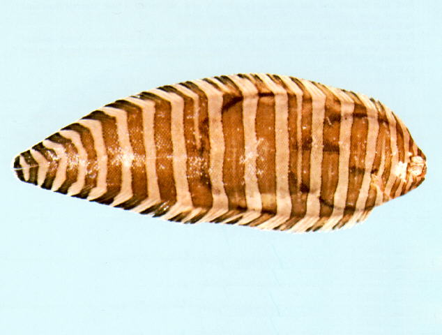 Zebrias cancellatus