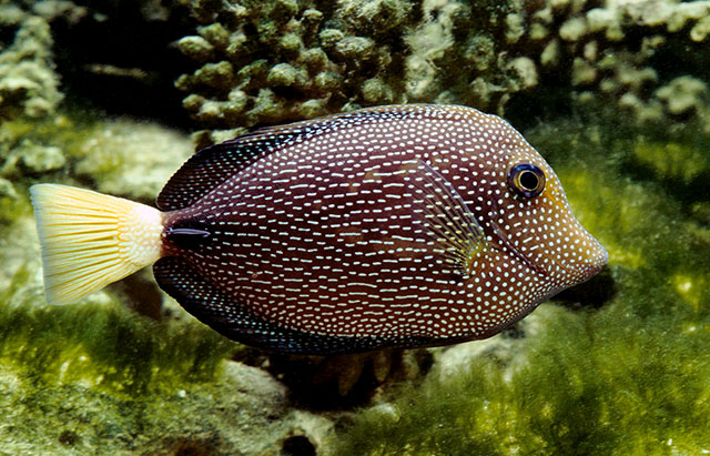 Zebrasoma gemmatum