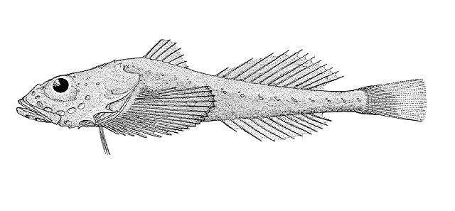 Zesticelus profundorum