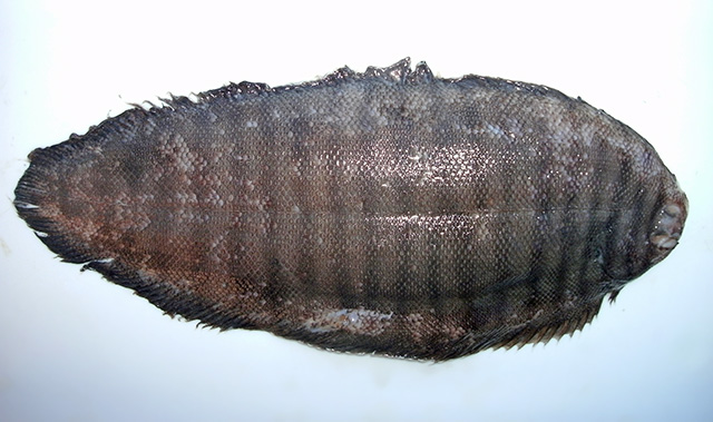 Zebrias scalaris