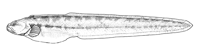 Zoarchias microstomus