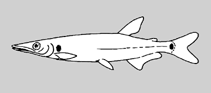 Image of Acestrorhynchus abbreviatus 