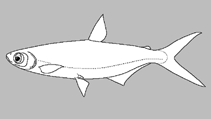 Image of Brycinus intermedius 