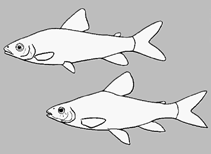 Image of Leporinus gossei 