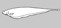 Image of Sternarchorhynchus goeldii (Goeldi\