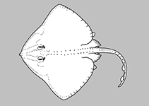 Image of Bathyraja andriashevi (Little-eyed skate)