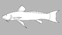 Image of Astroblepus fissidens 