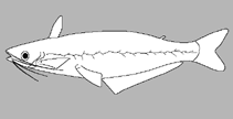 Image of Tetranematichthys barthemi 