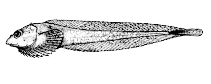 Image of Acantholiparis opercularis (Spiny snailfish)