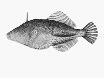 Image of Acanthaluteres vittiger (Toothbrush leatherjacket)