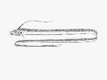 Image of Agrostichthys parkeri (Streamer fish)