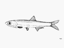 Image of Anchoviella perfasciata (Poey\