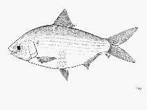 Image of Anodontostoma selangkat (Indonesian gizzard shad)