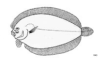 Image of Arnoglossus fisoni (Fison\