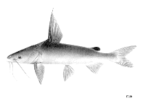 Image of Arius macronotacanthus 