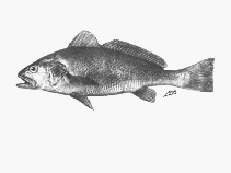 Image of Argyrosomus thorpei (Squaretail kob)