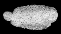 Image of Aseraggodes lenisquamis 