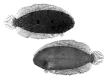 Image of Aseraggodes senoui (Mabul sole)