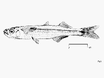 Image of Atherion africanum (Pricklenose silverside)