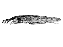 Image of Austrolycus depressiceps 