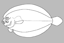 Image of Tosarhombus octoculatus 