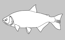 Image of Brycon ferox 