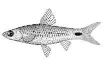 Image of Enteromius caudosignatus 