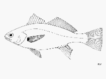 Image of Bairdiella icistia (Ronco croaker)