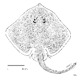 Image of Bathyraja irrasa (Kerguelen sandpaper skate)